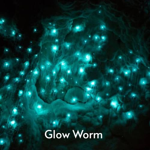 Glow Worm