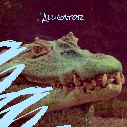 Alligator