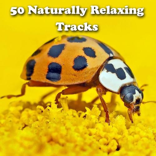 50 Naturally Relaxing Tracks