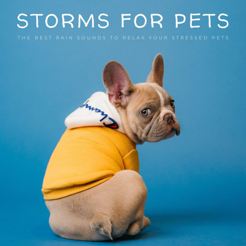 Storms For Pets: The Best Rain Sounds To Relax Your Stressed Pets