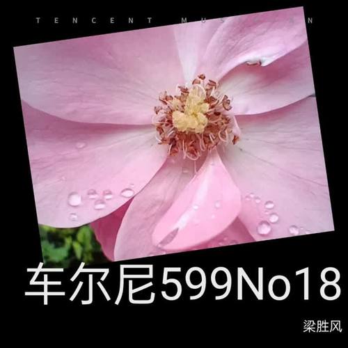 车尔尼599No18