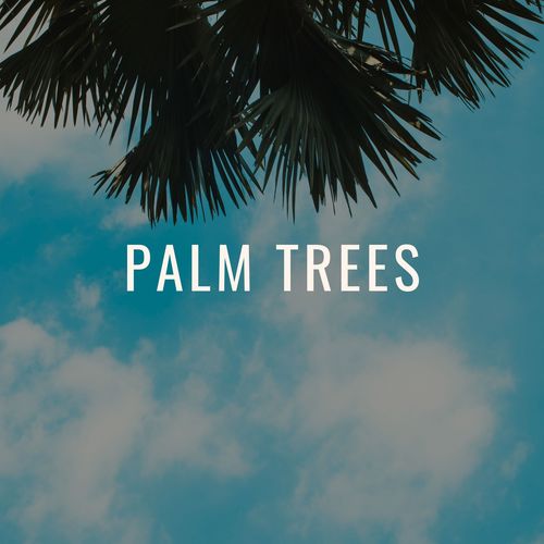 Palm Trees