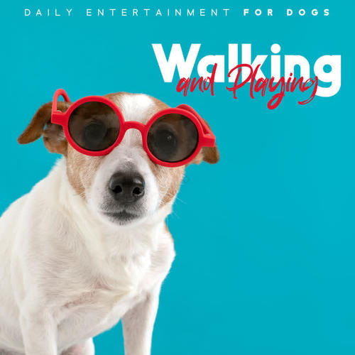 Daily Entertainment for Dogs: Walking and Playing