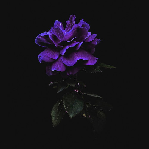 Dark Bloom (Explicit)