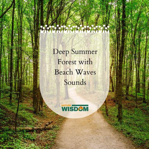 Deep Summer Forest with Beach Waves Sounds