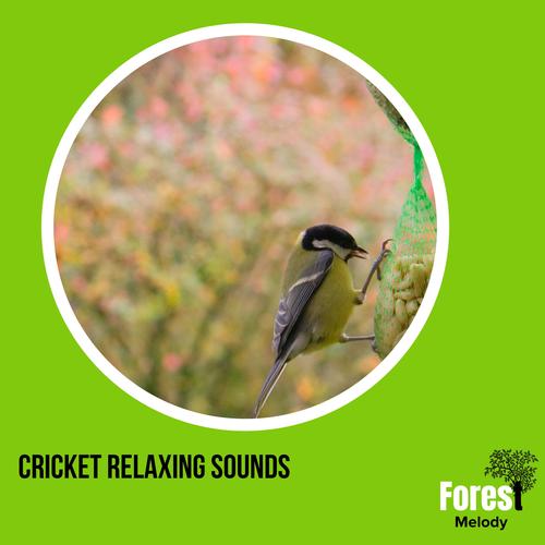 Cricket Relaxing Sounds