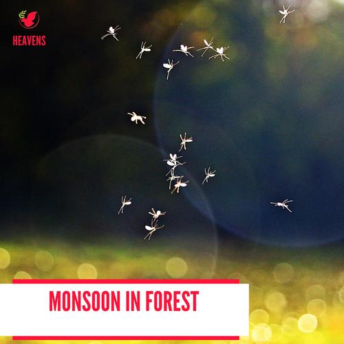 Monsoon in Forest