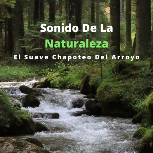 Sonido De La Naturaleza: El Suave Chapoteo Del Arroyo