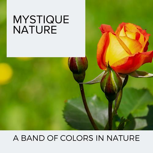 Mystique Nature - A Band of Colors in Nature