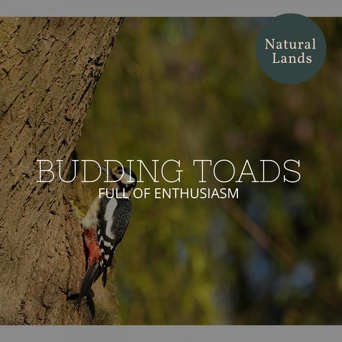 Budding Toads - Full of Enthusiasm