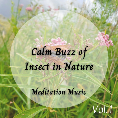 Meditation Music: Calm Buzz of Insect in Nature