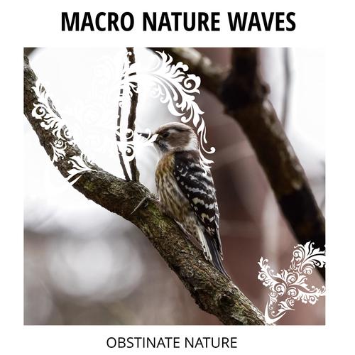 Macro Nature Waves - Obstinate Nature