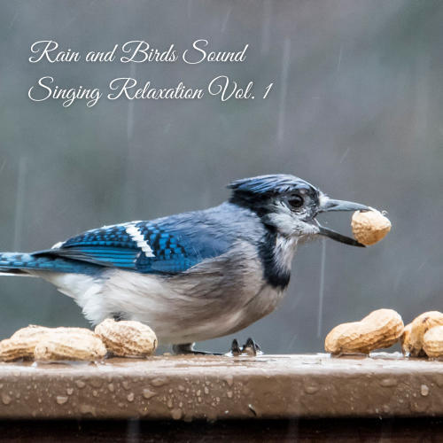 Rain and Birds Sound Singing Relaxation Vol. 1