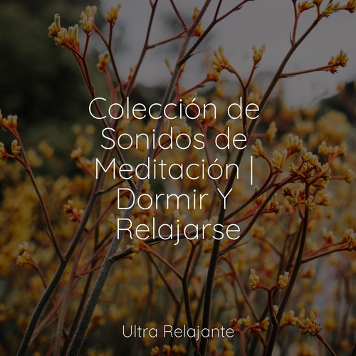 Colección de Sonidos de Meditación | Dormir Y Relajarse