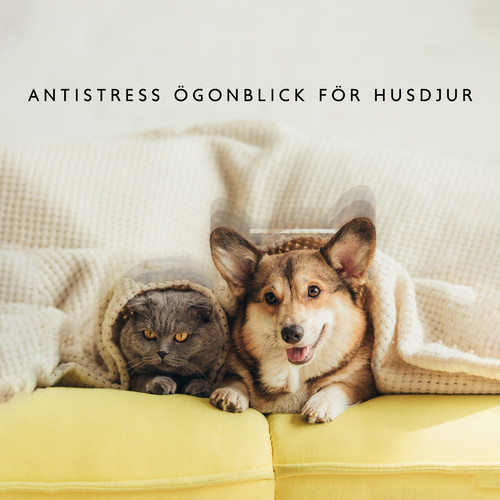 Antistress ögonblick för husdjur