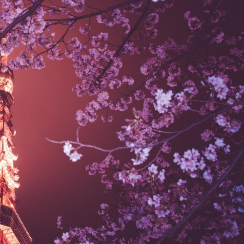 BLOSSOM (Explicit)