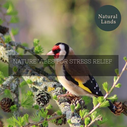 Nature Vibes for Stress Relief