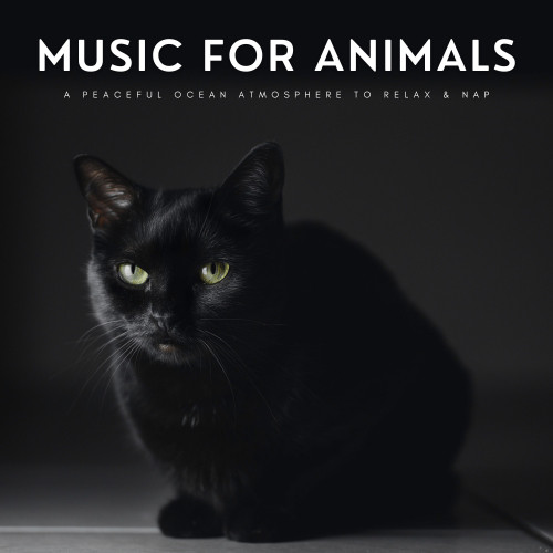 Music For Animals: A Peaceful Ocean Atmosphere To Relax & Nap