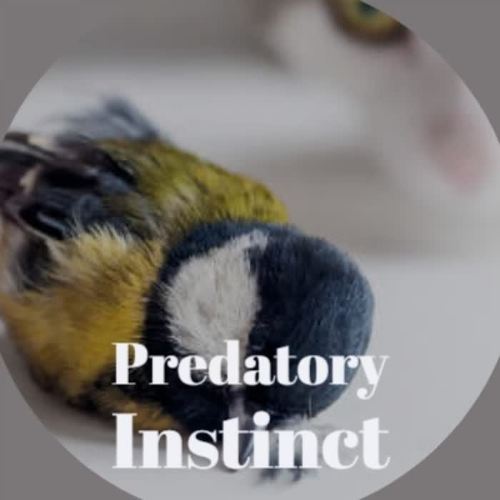 Predatory Instinct