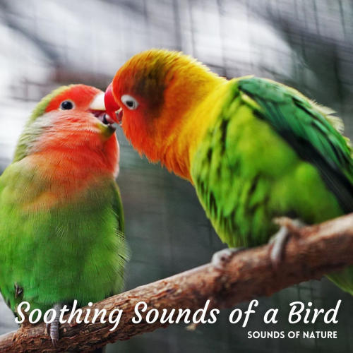 Sounds of Nature: Soothing Sounds of a Bird