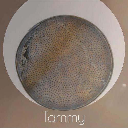 Tammy