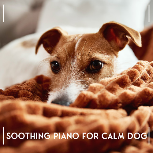 Soothing Piano for Calm Dog: Pet Sleeping Music, Music Therapy for Dogs, Relaxing Piano for Animals