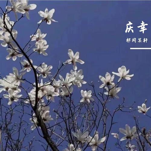 庆幸