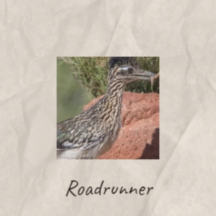 Roadrunner