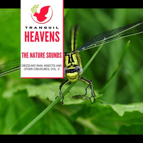 The Nature Sounds - Drizzling Rain, Insects and other Creatures, Vol. 2