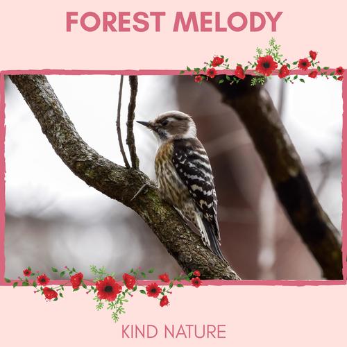 Forest Melody - Kind Nature