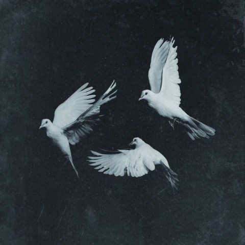 和平鸽 (Peace Song)