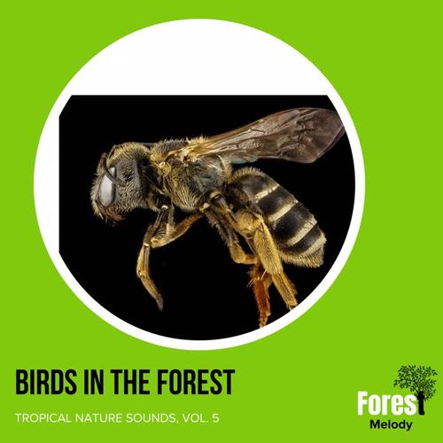 Birds in the Forest - Tropical Nature Sounds, Vol. 5