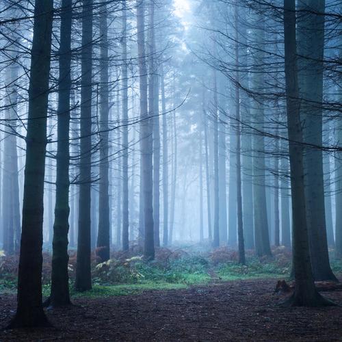 Love In The Woods