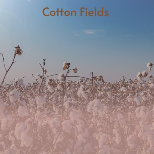 Cotton Fields