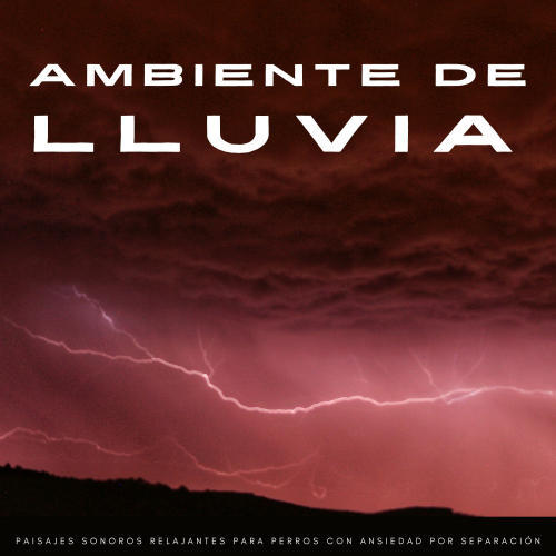 Ambiente De Lluvia: Paisajes Sonoros Relajantes Para Perros Con Ansiedad Por Separación