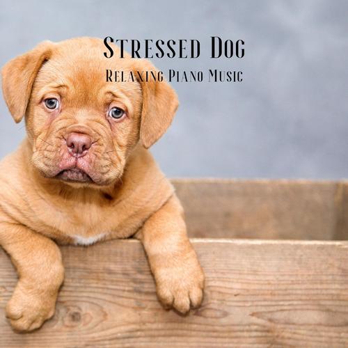 Stressed Dog: Relaxing Piano Music