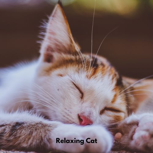 Relaxing Cat