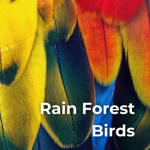 Rain Forest Birds