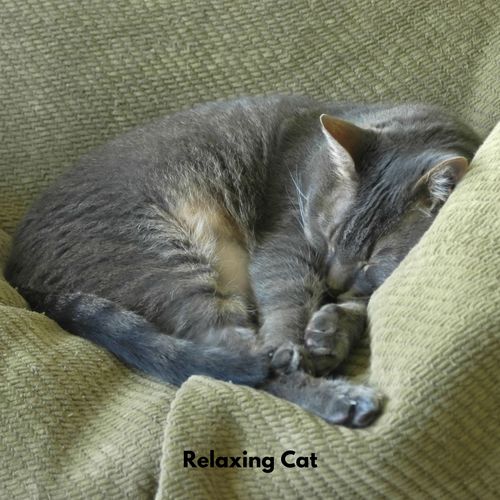 Relaxing Cat