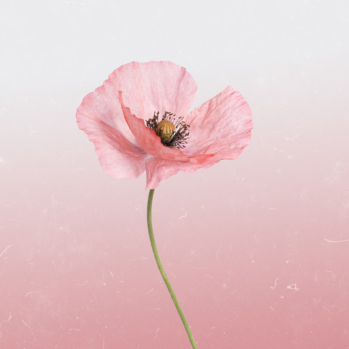 Pink Poppy