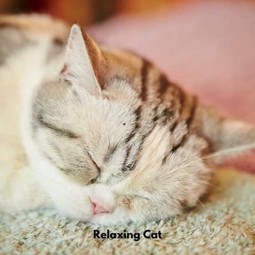 Relaxing Cat