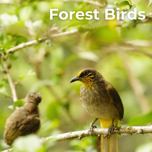 Forest Birds