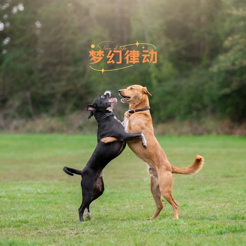 梦幻律动