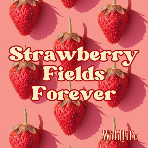 Strawberry Fields Forever