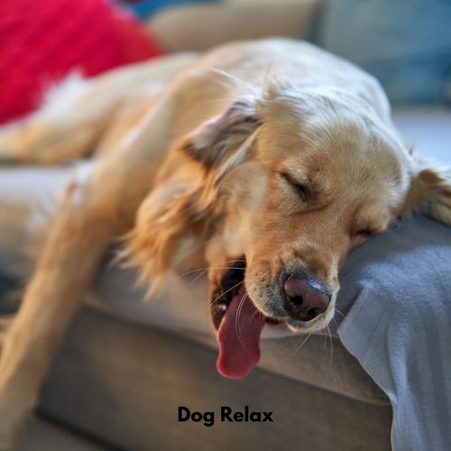 Dog Relax