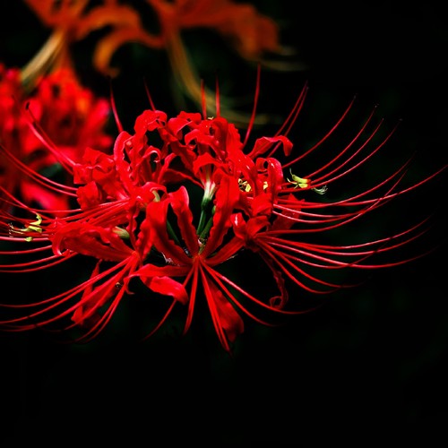 彼岸花的树下