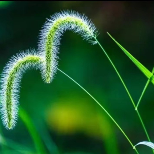 张常台的狗尾草花