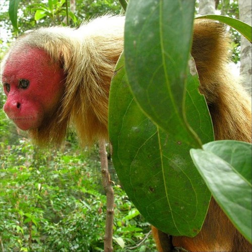 Uakari (Explicit)