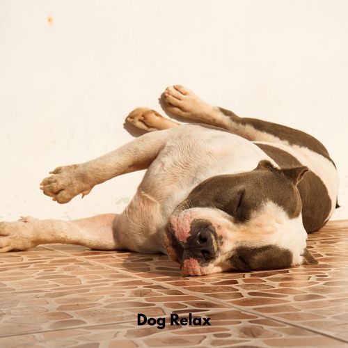 Dog Relax