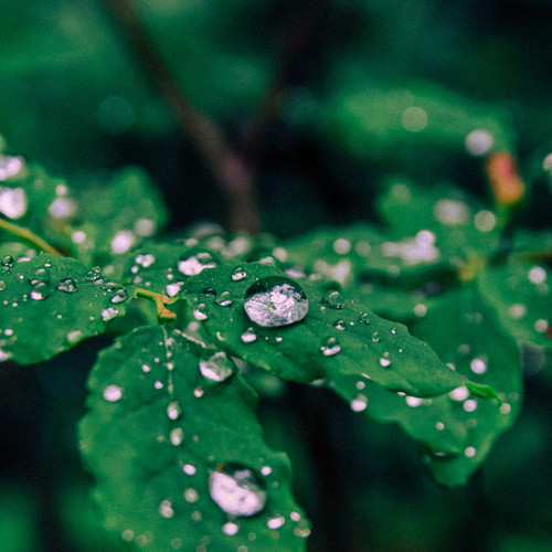 52 Nights Of Rain: Gentle Showers